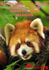 pelicula El Panda Rojo El Animal Mas Bonito Del Mundo